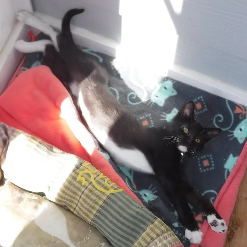 A baby medium-sized female Black & White / Tuxedo Tuxedo cat named Elsie Fun Little for adoption in Hoquiam, WA