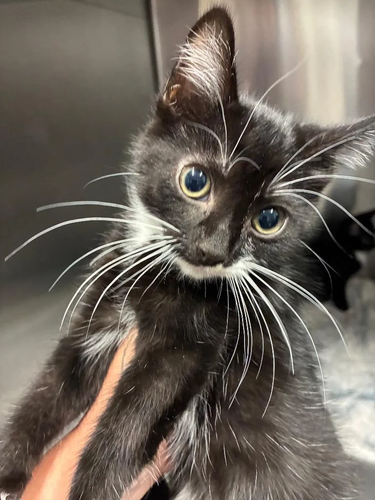 A baby medium-sized male Domestic Short Hair cat named Canoe for adoption in Bloomington, IN
