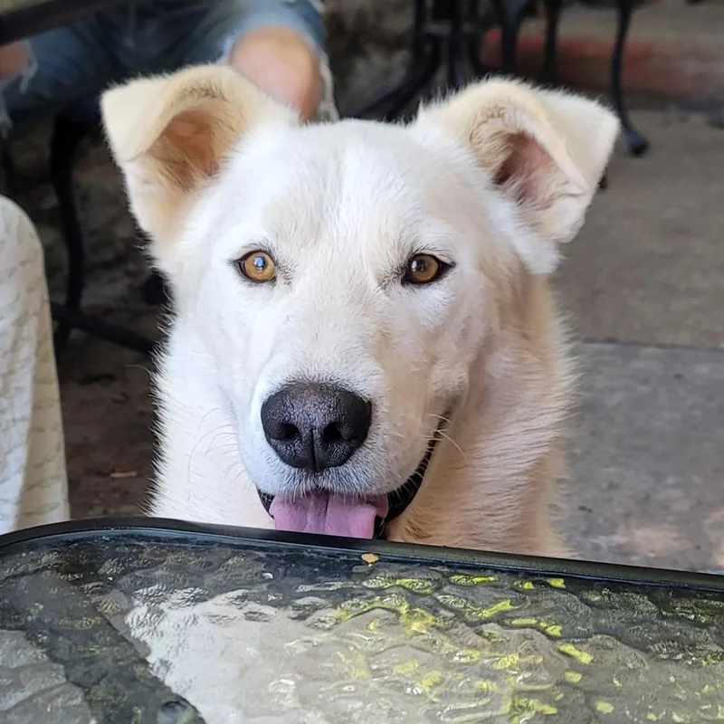 An adult medium-sized male White / Cream Labrador Retriever dog named Max for adoption in Bella Vista, AR