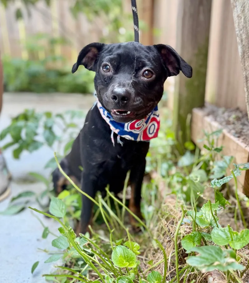 A baby small-sized male Chihuahua dog named Roman for adoption in Ellijay, GA