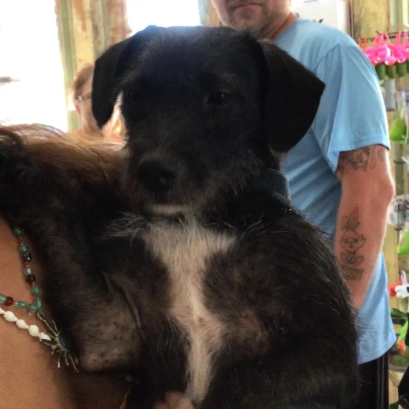 A senior small-sized male Black Terrier dog named Bonjovie for adoption in New Orleans, LA