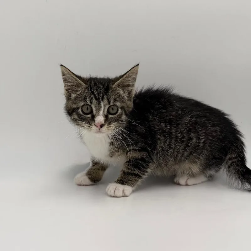 A baby medium-sized female Domestic Short Hair cat named Let's Rock and Roll for adoption in State College, PA