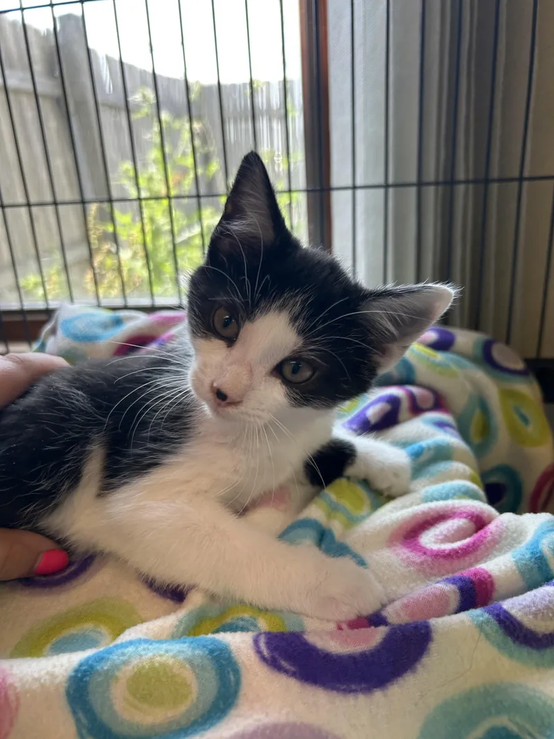 A baby medium-sized male Domestic Short Hair cat named Play Doh for adoption in St. Clair, MI