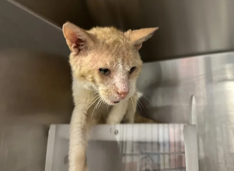 An adult large-sized male Domestic Short Hair cat named Finneas for adoption in Houston, TX
