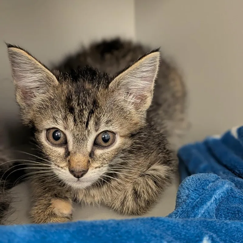 A baby small-sized female Domestic Short Hair cat named Shakra for adoption in Buchanan Dam, TX