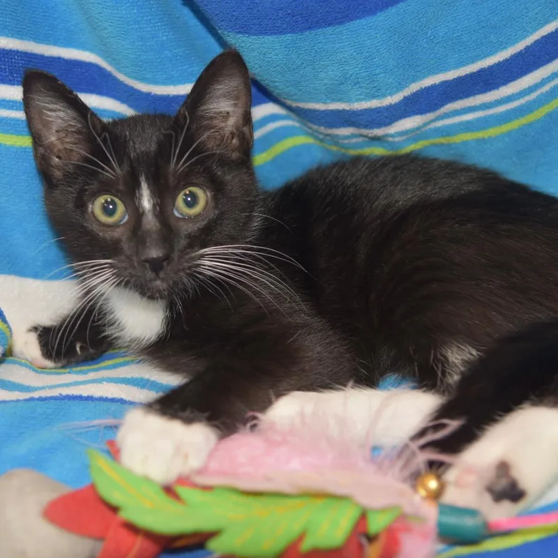 A baby small-sized male Black Domestic Short Hair cat named Adil for adoption in Upland, CA