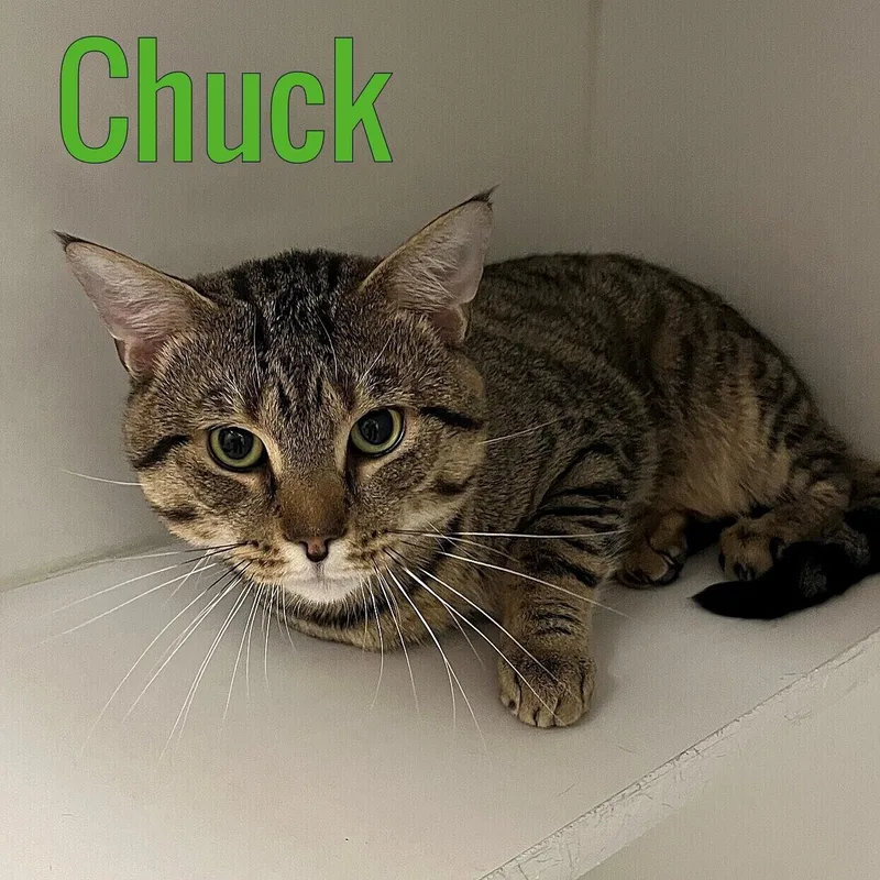 An adult medium-sized male Tabby (Brown / Chocolate) Domestic Short Hair cat named Chuck for adoption in Pleasantville, NJ