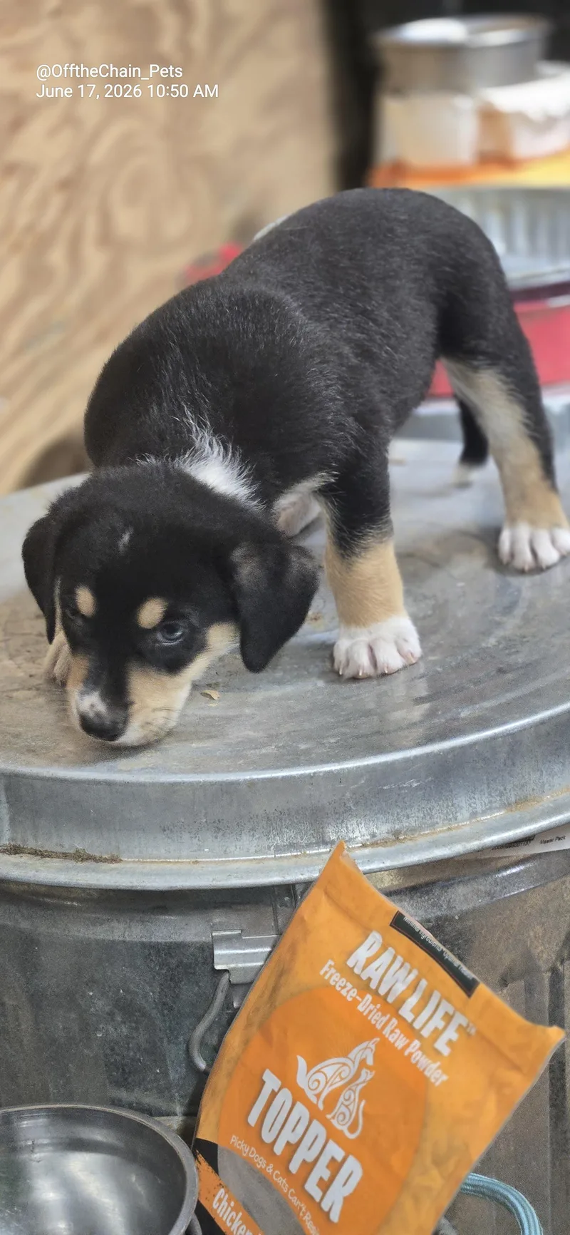 A baby small-sized male American Staffordshire Terrier dog named Freddy for adoption in Toney, AL