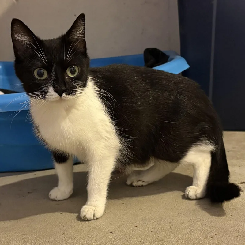 An adult medium-sized female Black & White / Tuxedo Domestic Short Hair cat named June for adoption in Rochester, NY