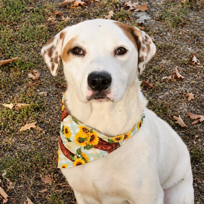 An adult large-sized female English Pointer dog named Nova for adoption in Little Rock, AR
