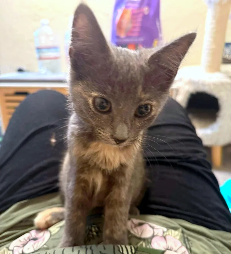 A baby small-sized female Dilute Tortoiseshell Domestic Short Hair cat named Ludmilla for adoption in Pittsburgh, PA