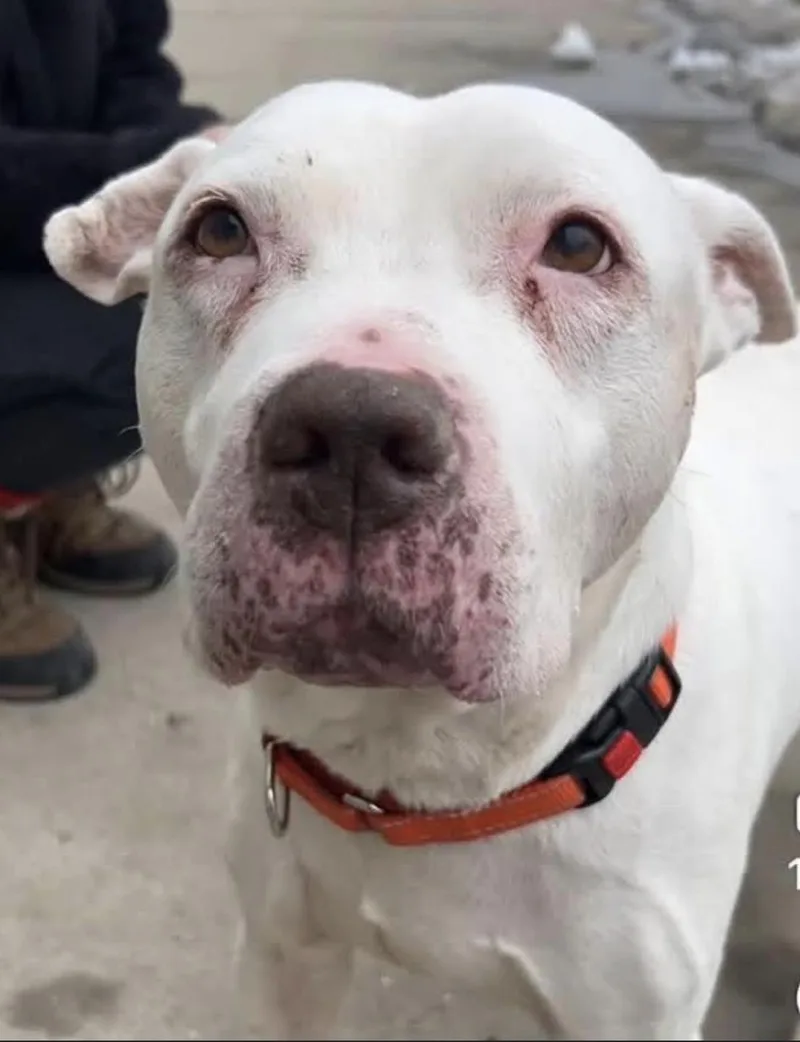 A senior medium-sized male White / Cream Pit Bull Terrier dog named Diesel for adoption in Tinton Falls, NJ