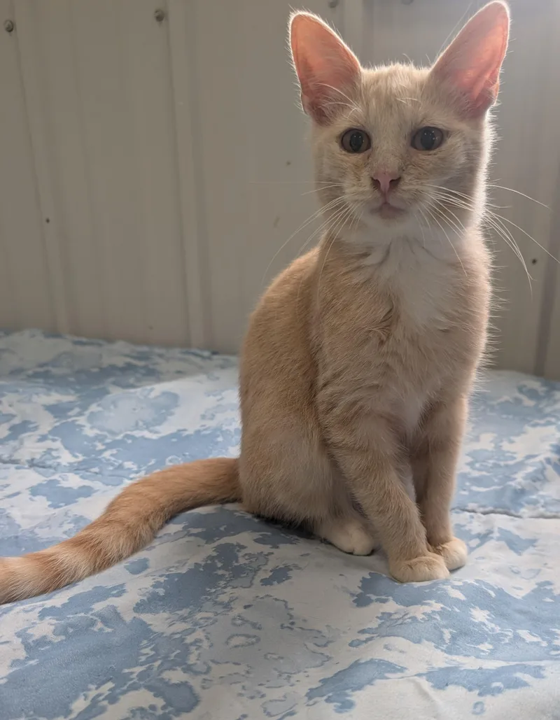A young small-sized male Domestic Short Hair cat named Ambrose for adoption in New Ulm, MN