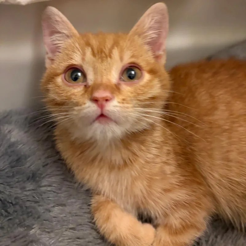 A baby small-sized female Orange / Red Domestic Short Hair cat named HC Girl for adoption in Fairfax Station, VA