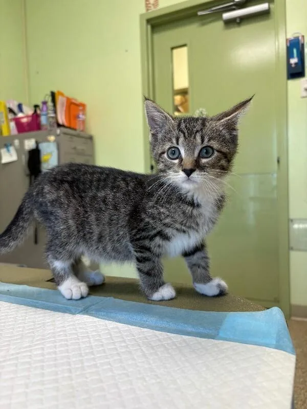 A young medium-sized male Tabby (Tiger Striped) Domestic Short Hair cat named Marky for adoption in Warren, PA