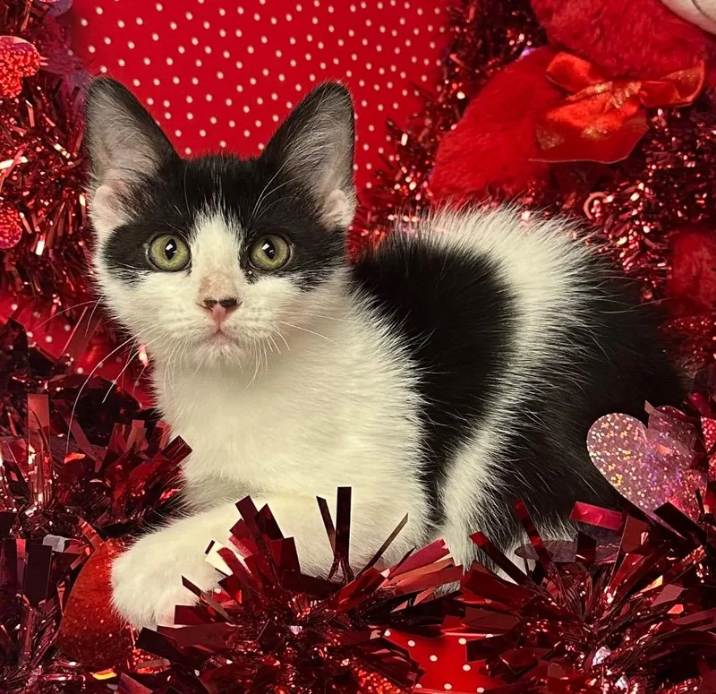 A young small-sized male Domestic Short Hair cat named Atlas for adoption in Stillwater, OK