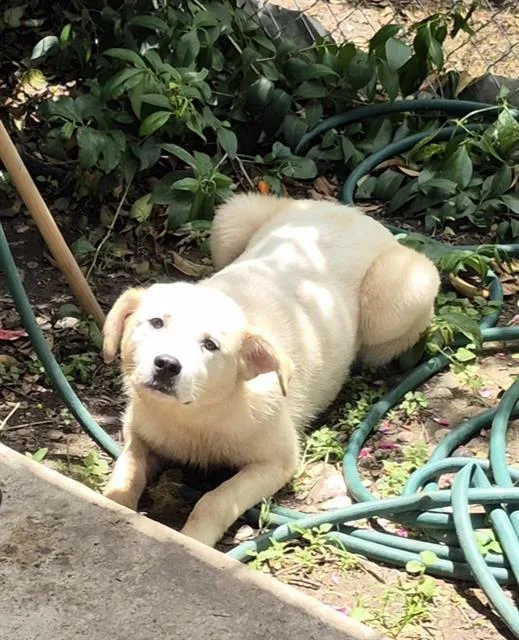 A young medium-sized male Parson Russell Terrier dog named Sal for adoption in San Antonio, TX