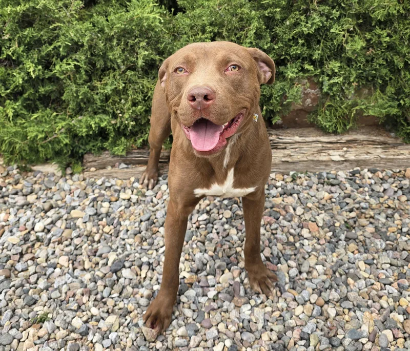 A young medium-sized male Golden American Staffordshire Terrier dog named Merry Mr Marco for adoption in Albuquerque, NM