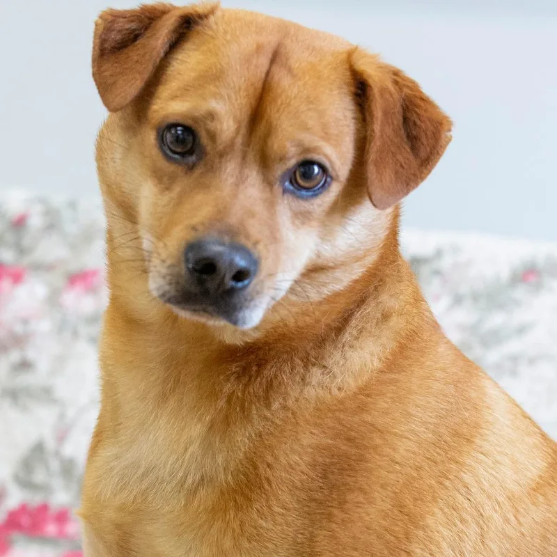 An adult medium-sized male Golden Mixed Breed dog named Cheech for adoption in Cartersville, GA