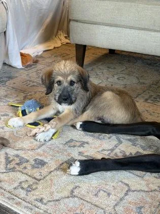 A baby large-sized male German Shepherd Dog dog named Labron for adoption in Picayune, MS