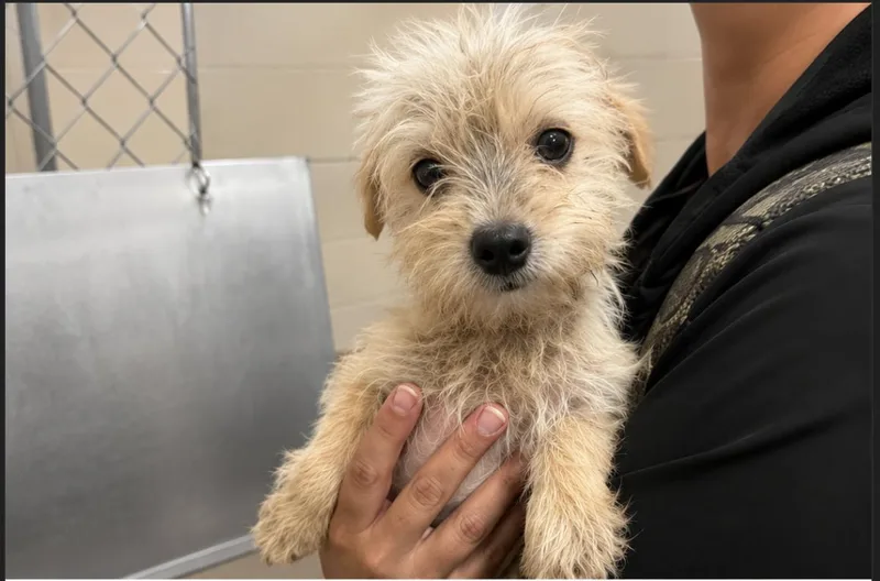 An adult small-sized male Terrier dog named Basil for adoption in Portland, ME