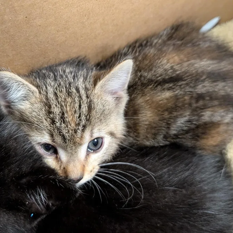 A baby small-sized female Brown / Chocolate Domestic Short Hair cat named Bessie for adoption in Greenville, SC