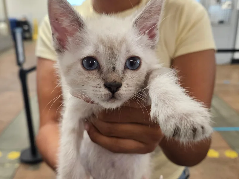 A baby small-sized female Domestic Short Hair cat named Luna for adoption in Van Nuys, CA