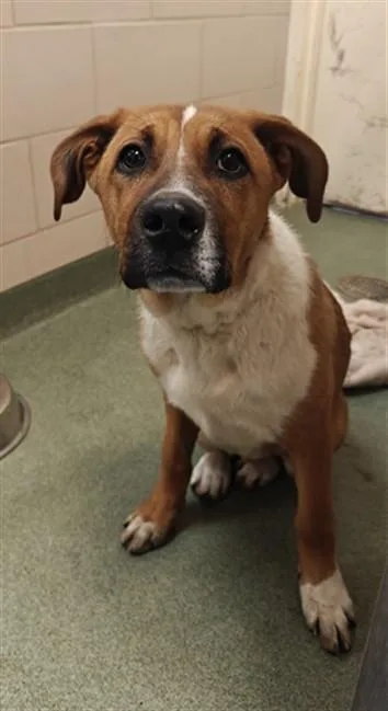 A young medium-sized female Mixed Breed dog named Chester for adoption in Santa Fe, NM