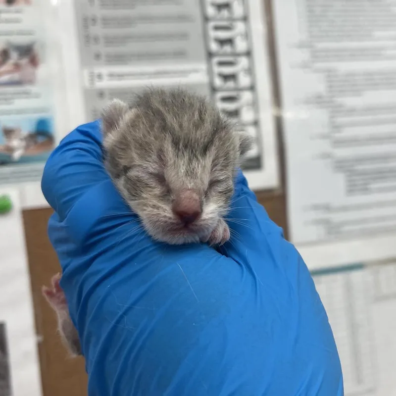 A baby small-sized female Gray / Blue / Silver Domestic Short Hair cat named Large Coke for adoption in Leander, TX