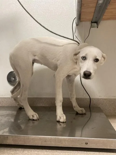 A baby large-sized female Great Pyrenees dog named Ivy for adoption in Bakersfield, CA