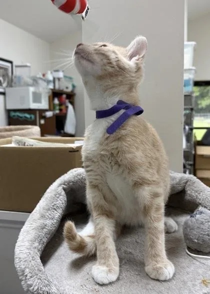 A baby small-sized male Domestic Short Hair cat named Asiago for adoption in Wilkesboro, NC