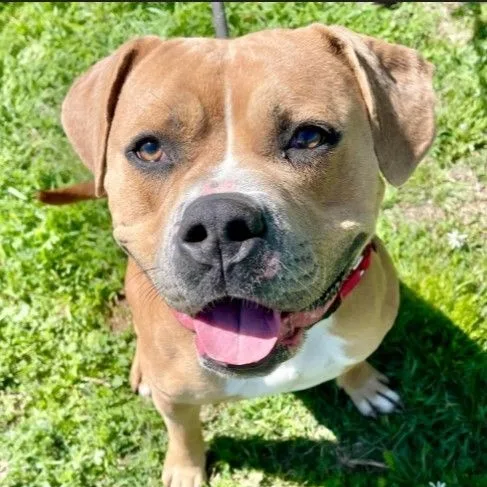 An adult medium-sized female Yellow / Tan / Blond / Fawn American Bully dog named Wendy for adoption in Justin, TX