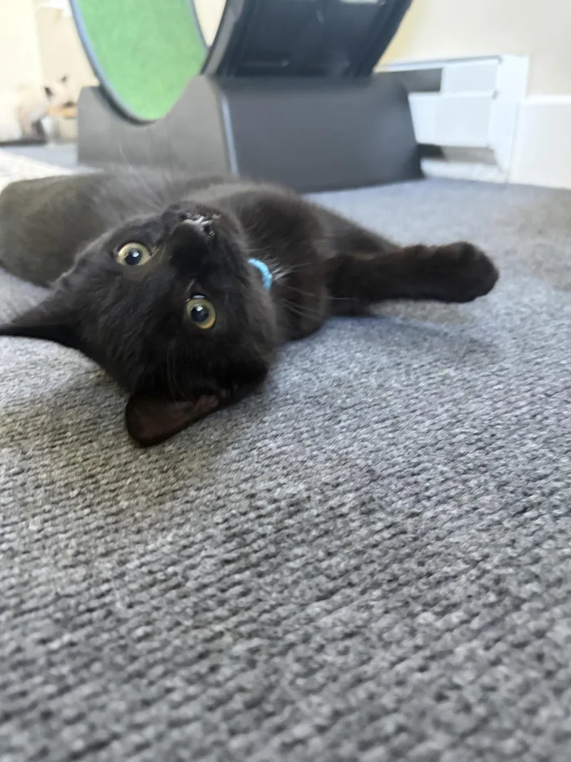 Felix