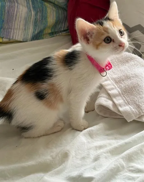 A baby small-sized female Domestic Short Hair cat named Costco Hotdog for adoption in Tustin, CA