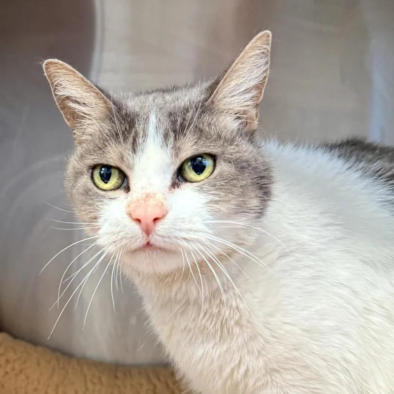 A senior medium-sized female White Domestic Short Hair cat named Cinnamon for adoption in Palm Springs, CA