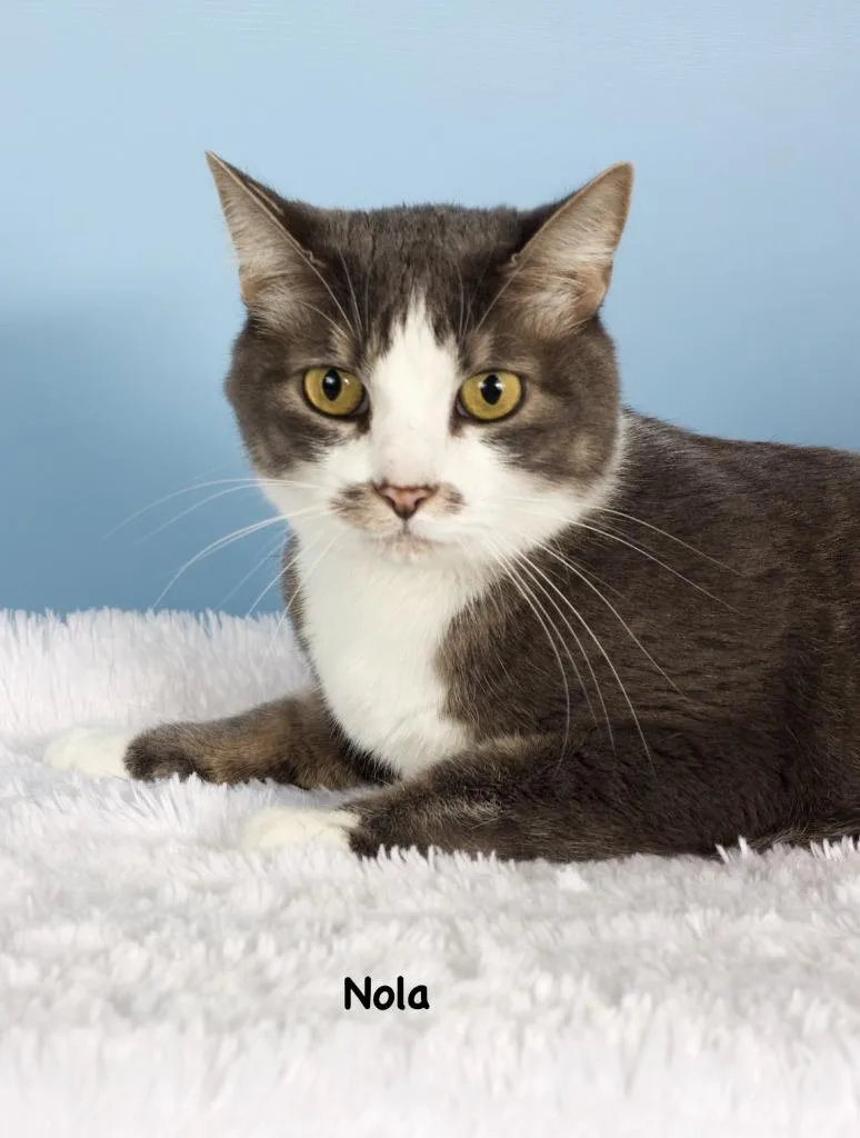 An adult small-sized female Domestic Short Hair cat named Nola for adoption in Gilbert, AZ