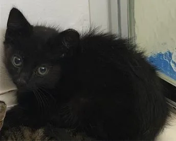A baby small-sized male Domestic Short Hair cat named Binx for adoption in Palo Alto, CA