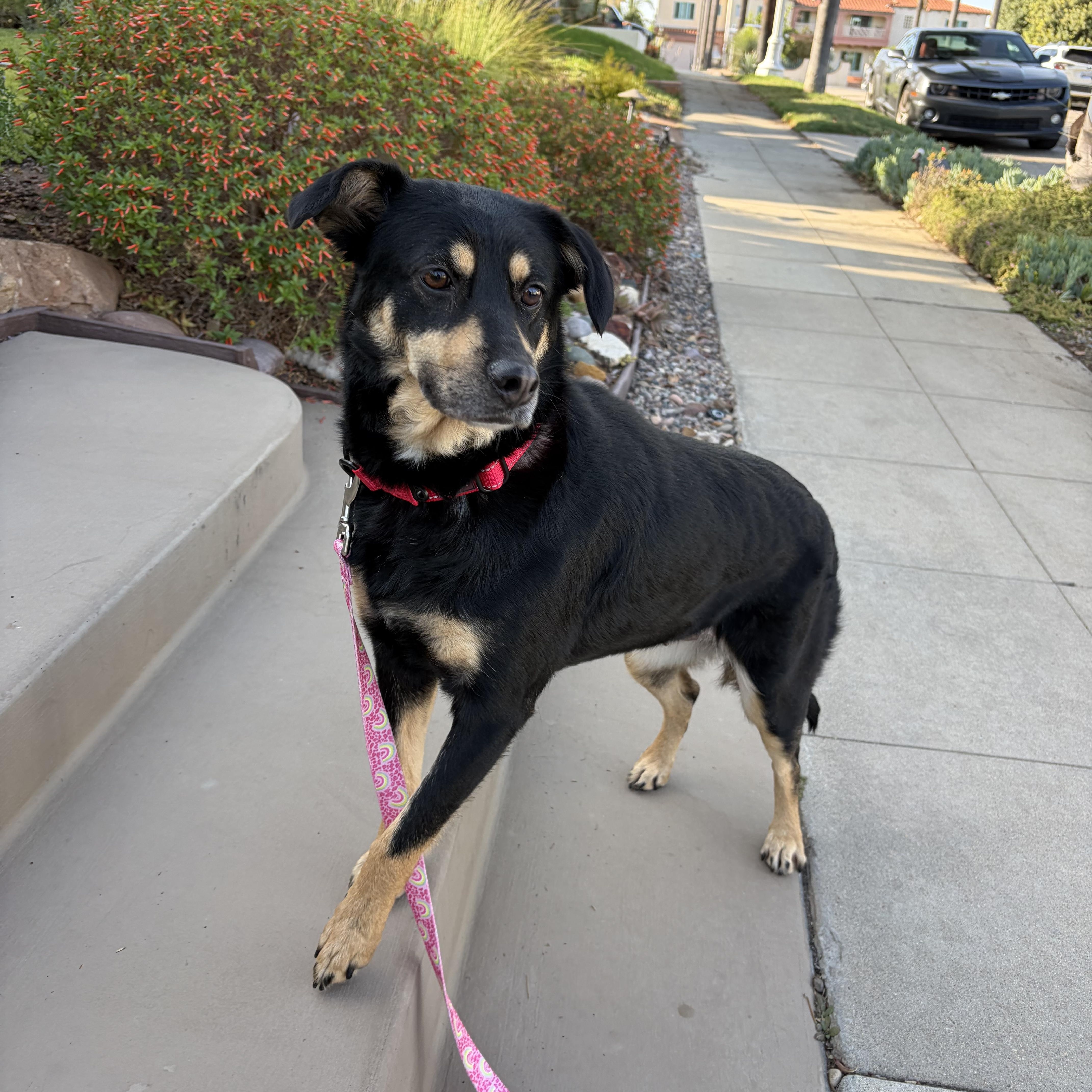 A young medium-sized female Bicolor Australian Kelpie dog named Mocha for adoption in Poway, CA