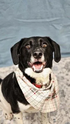 A young medium-sized male Black Mixed Breed dog named Little Bit for adoption in Hamilton, OH