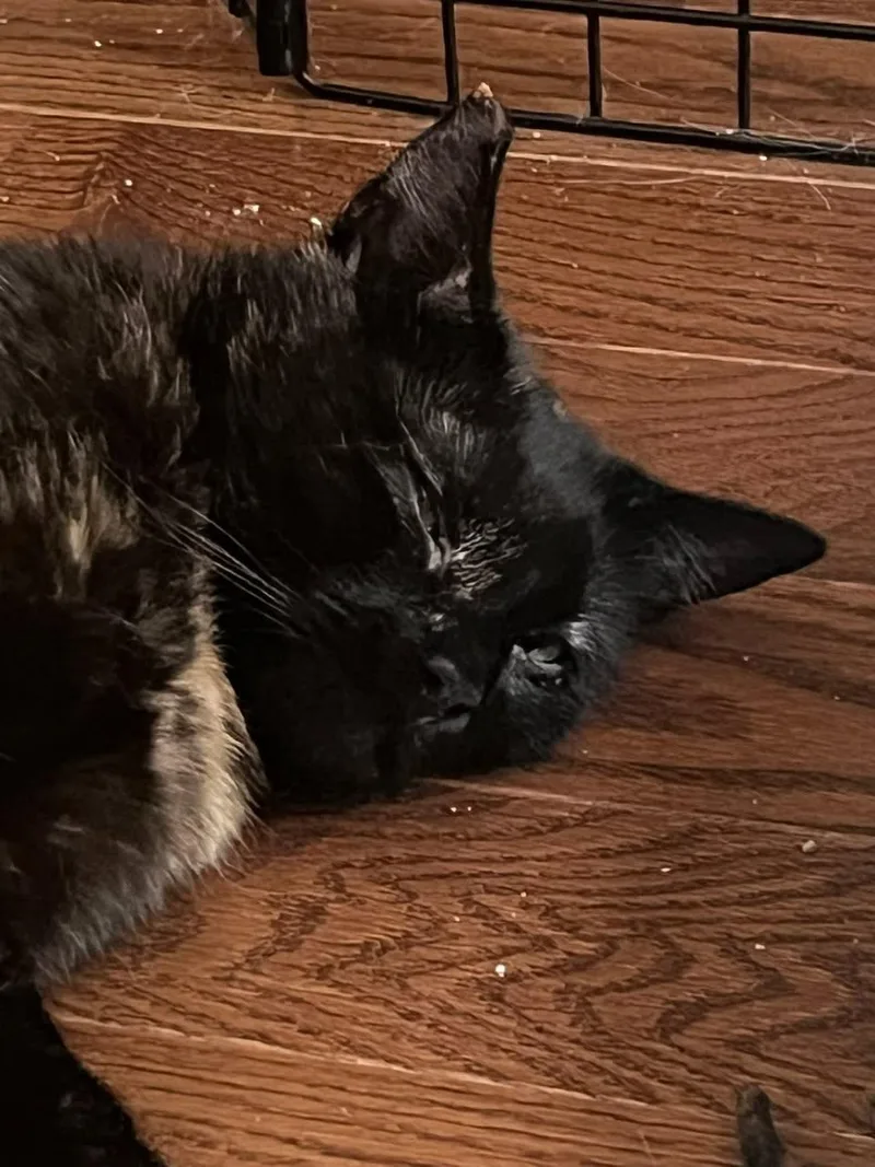 An adult medium-sized female Domestic Short Hair cat named Bella for adoption in Enfield, CT