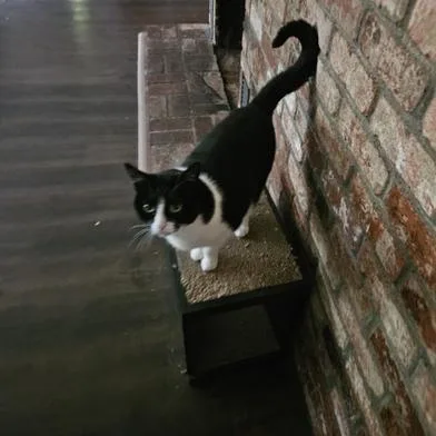 An adult medium-sized female Black & White / Tuxedo Domestic Short Hair cat named Cosmo for adoption in Davis, CA