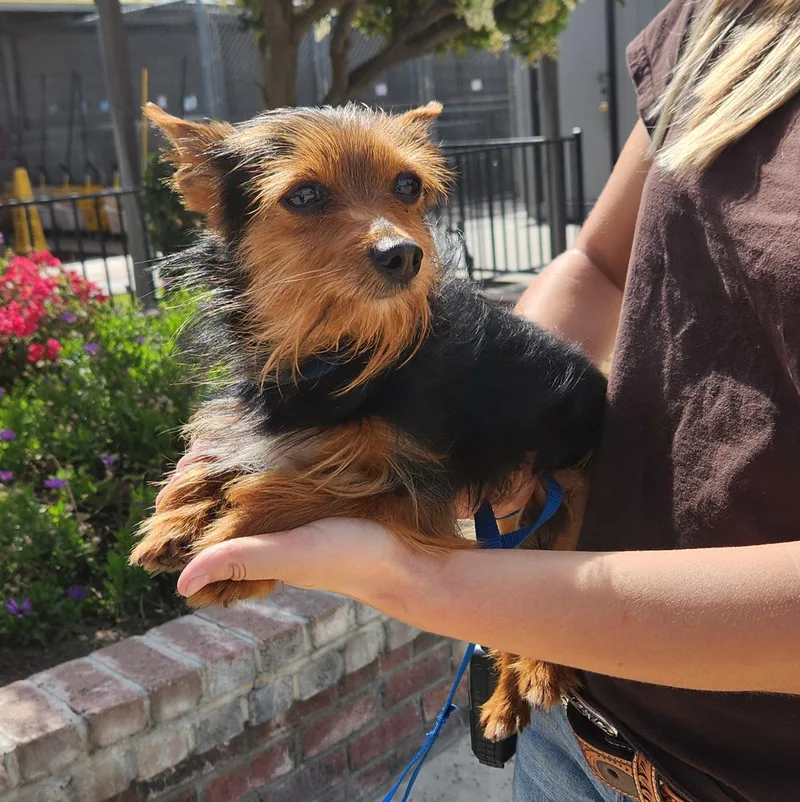 A young small-sized male Black Yorkshire Terrier dog named Bruiser for adoption in Lathrop, CA