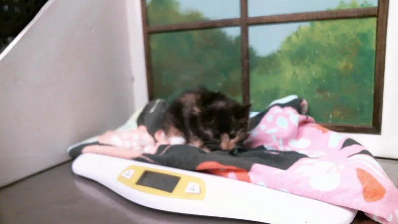 A baby small-sized female Domestic Long Hair cat named A for adoption in Houston, TX