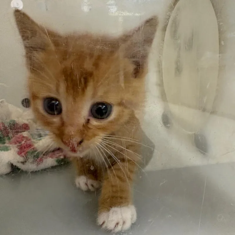 A baby small-sized male Orange / Red Domestic Short Hair cat named Oliver for adoption in Columbus, GA