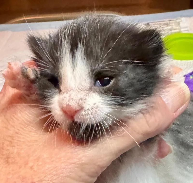 A baby small-sized female Domestic Short Hair cat named Brooke for adoption in Leonardtown, MD