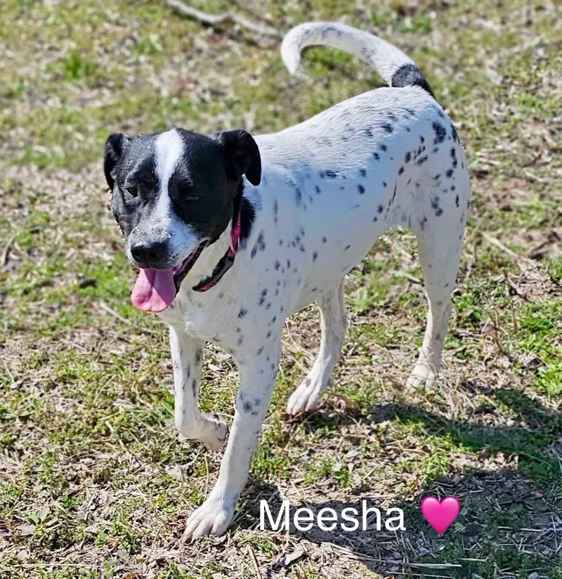 Meesha