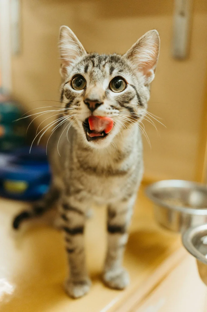 A young medium-sized male Domestic Short Hair cat named Jay for adoption in McKinney, TX