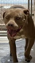 A young medium-sized female Pit Bull Terrier dog named Teacup for adoption in Rio Rancho, NM