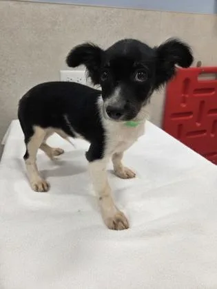 A baby small-sized male Terrier dog named Jackson for adoption in Honolulu, HI
