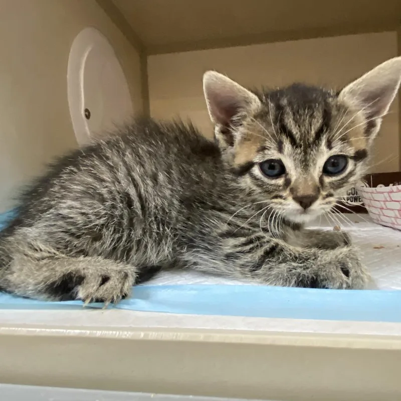 A baby small-sized male Brown / Chocolate Domestic Short Hair cat named David Letterman for adoption in Westminster, CA